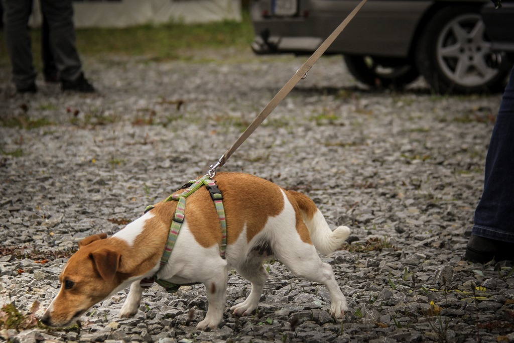 1. ZENTRALES Kadett-Forum.de Treffen in Eisenach